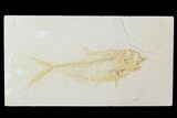 Bargain, Diplomystus Fossil Fish - Wyoming #100595-1